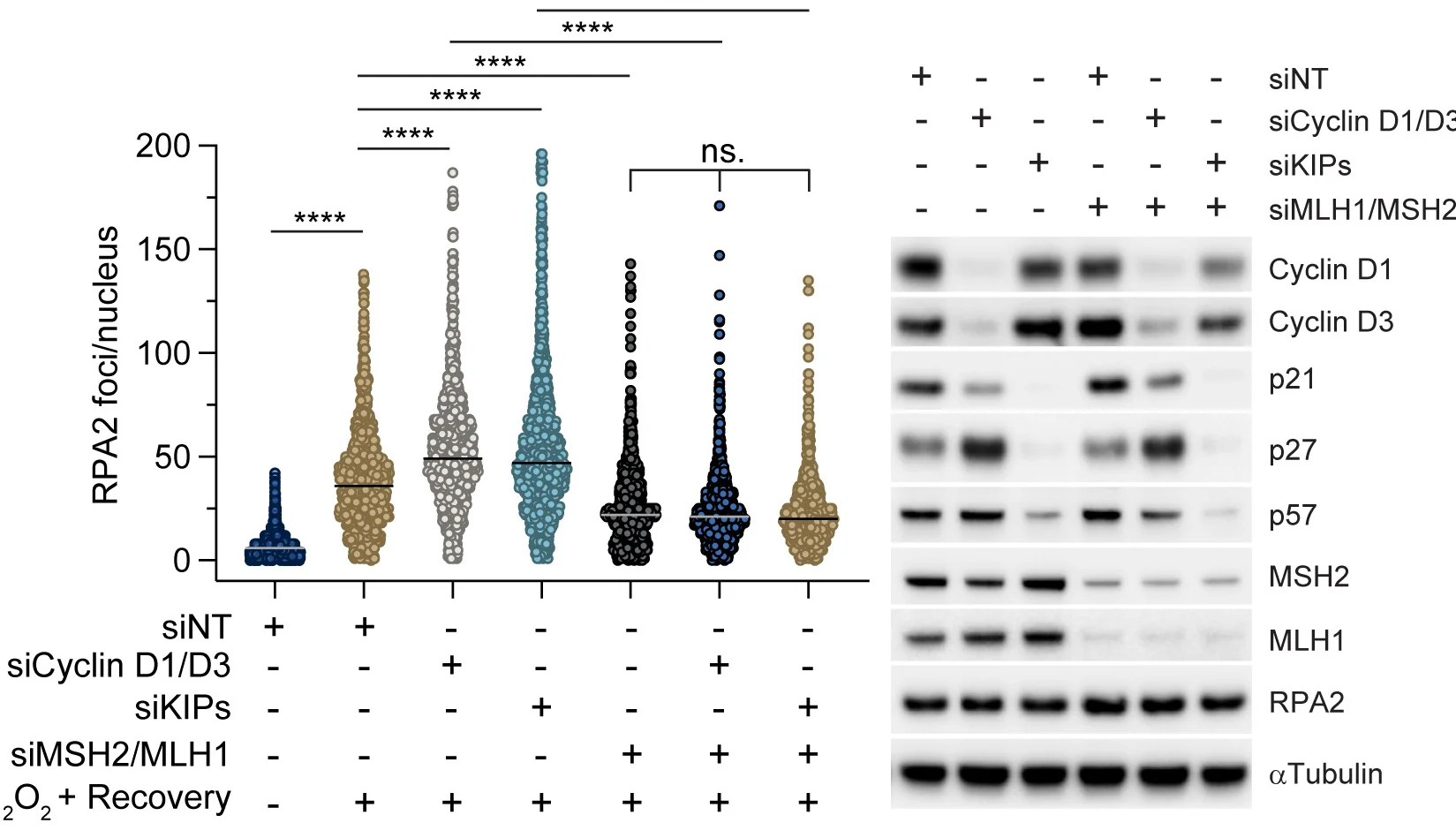 RPE1 cells were treated as in (D). The measurements of the number of RPA2 foci/nucleus were carried out from 3 independent experiments. Dashed lines represent the mean value on the plots. Silencing efficiencies are shown in the right panel.