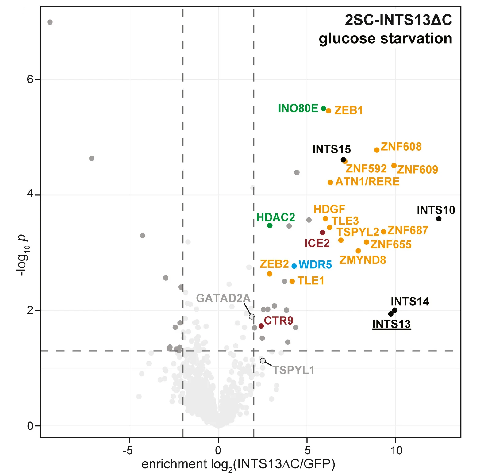 Volcano plots displaying proteins identified by TAP-MS of 2SC-INTS13ΔC over GFP control under normal growth conditions or glucose starvation. Significantly enriched proteins (log2[INTS13ΔC/GFP] > 2,p< 0.05) are colored (black: Integrator subunits, orange: TFs, green: chromatin remodelers, pink: RNAP2, red: elongation factors, blue: histone modifiers). TFs that are not significantly bound but significant in another condition are labeled in gray.
