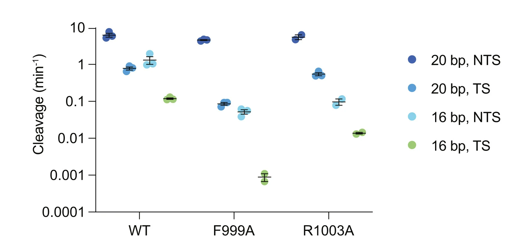 NTS and TS cleavage of the 20- and 16-bp substrates measured for WT and RuvC lid mutants. Colored circles represent individual replicates. Black lines define the mean standard error of the mean (SEM).