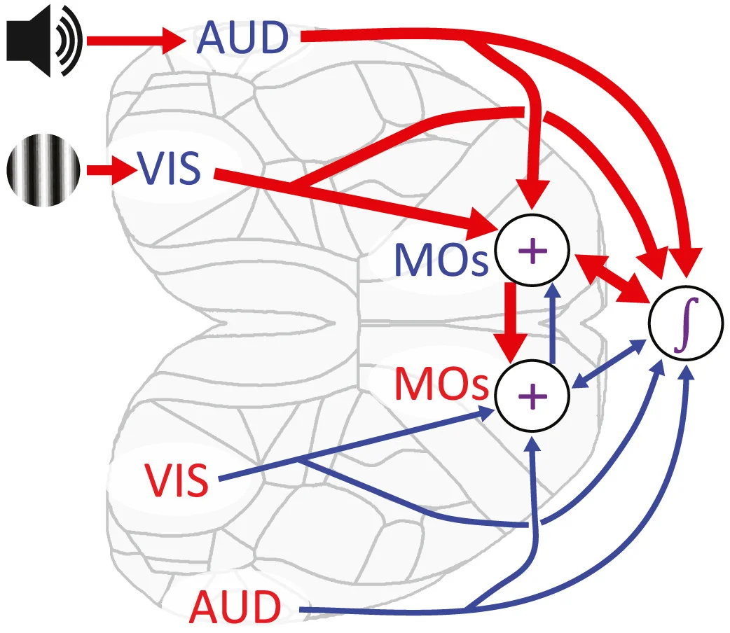 Our data suggest that visual and auditory unisensory information are conveyed via visual (VIS) and auditory (AUD) sensory cortices to MOs, where a bilateral representation results from interhemispheric connections. A downstream integrator, distributed over multiple brain regions, possibly including MOs itself, accumulates MOs activity, with a biased sampling of neurons responding to contralateral stimuli. An appropriate action is then determined by an integration to bound mechanism. Alternative pathways from visual and auditory cortices appear to be able to compensate for the absence of MOs activity (e.g., during bilateral inactivation).