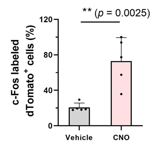 The ratio of c-Fos+/dTomato+co-expressing cells to the total Gad67+cells were determined in the lateral hypothalamus. All cell counts were performed using the ImageJ cell counter. Data are presented as mean (n= 5) standard deviation. Significant differences were determined via the unpaired t test (two-tailed).pvalue*p< 0.05 and**p< 0.01. Abbreviations: LHA, lateral hypothalamic area; CNO, clozapine N-oxide; MRI, magnetic resonance imaging; AAV, adeno-associated virus; and RFP, red fluorescent protein.