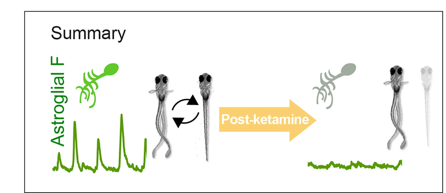 Summary of findings. Brief ketamine treatment causes, after washout, long-term reductions in passivity and hypo-activation of astrocytes compared with control.