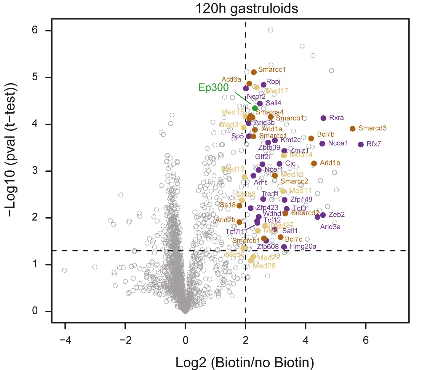 Volcano plot of proteins identified in P300 proximity labeling experiments in gastruloids.