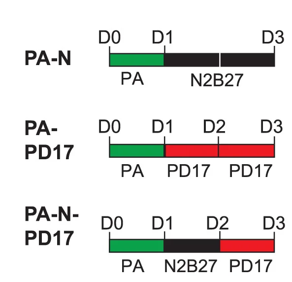 Schematic illustration of PA-N differentiation conditions with PD17 (0.5 M) added at two subsequent time points following PDA83 (PA) treatment.