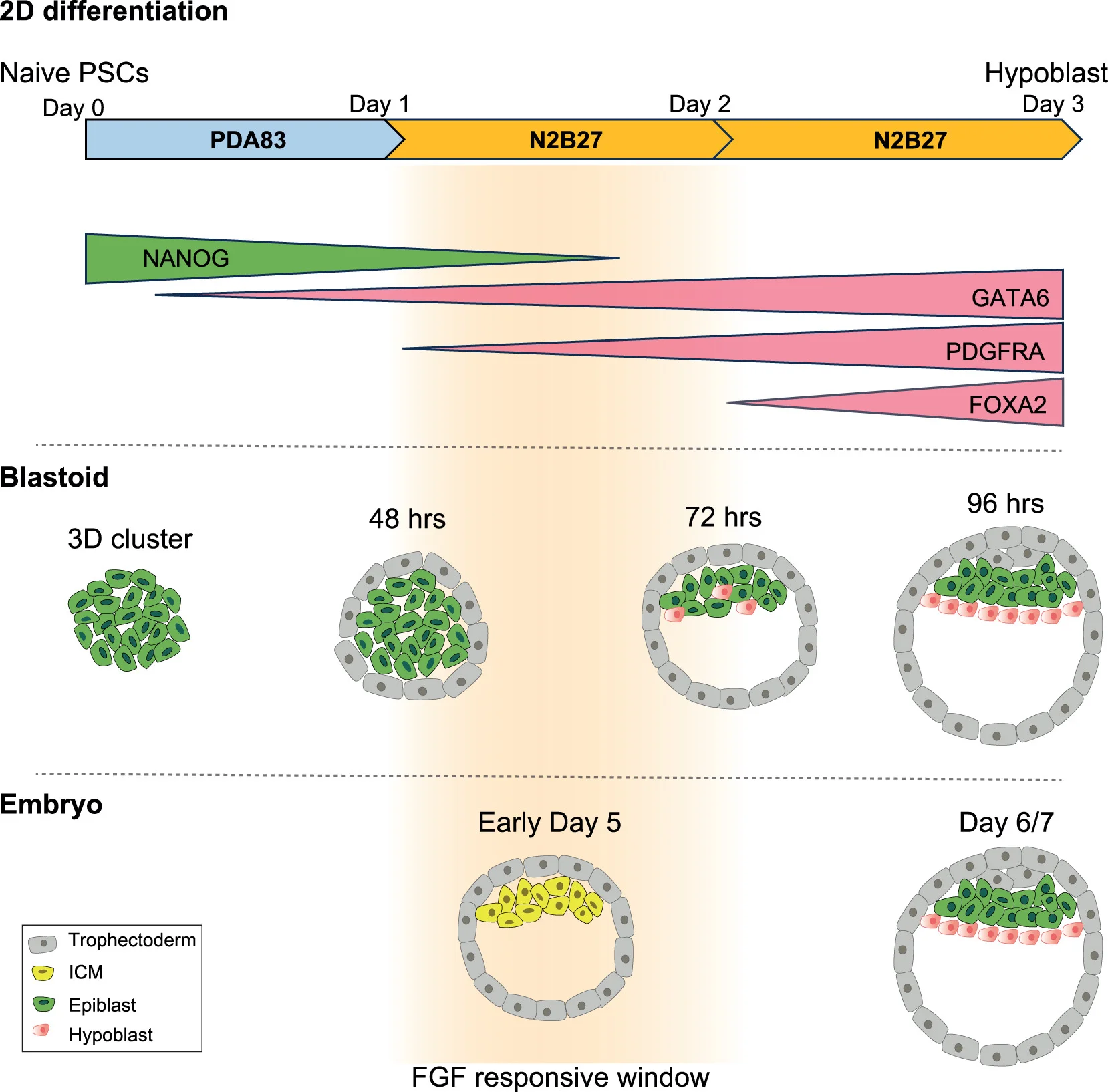 Schematic illustration highlights that hypoblast emerges upon release from PDA83 in both 2D adherent differentiation and during blastoid formation. Cells encounter an FGF-responsive window that underpins hypoblast specification in both stem cell models and in human embryos.