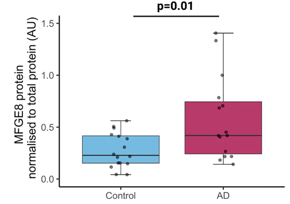 Quantification of dot blots in control (n = 16) and Alzheimers disease (AD) (n = 15) synaptoneurosomes shows significantly higher levels of MFG-E8 in AD samples compared with control ones (ANOVA after linear mixed effects model on Tukey transformed data, F[1,29] = 7.59, p = 0.01, human brain donor is biological replicate).