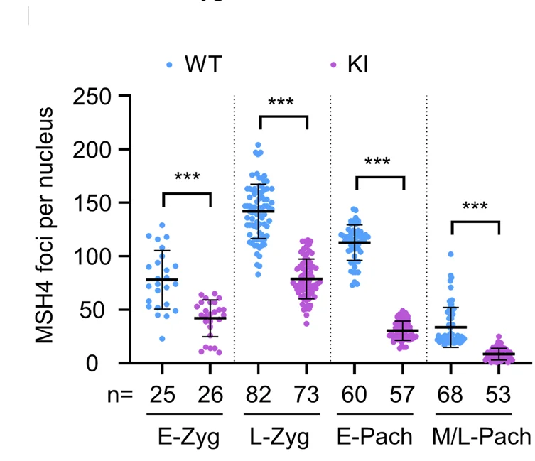 Quantification of MSH4 foci per cell at the indicated substages. n , the total number of nuclei analyzed from three animals for each genotype.