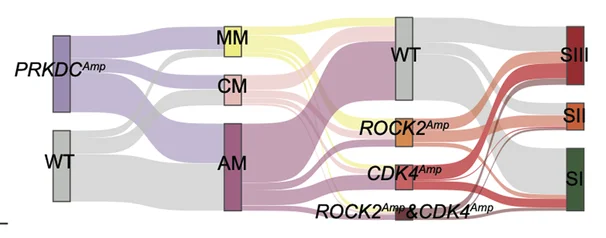 Sankey plot showed the amplification frequency of PRKDC, CDK4, and ROCK2 in the three pathological subtypes and three proteomic subtypes of melanomas.