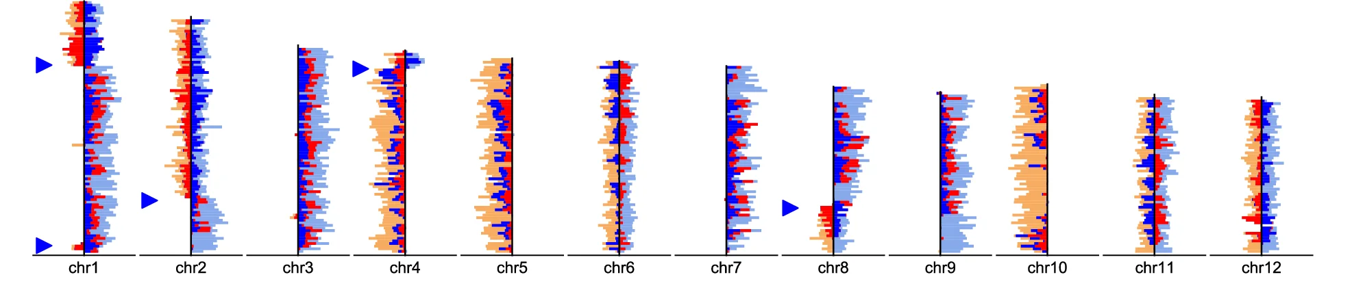 Representative ideogram plot of a NanoStrand-seq library for primary mouse cells distinguishing three possible template strand inheritance patterns (WW, CC, CW) and visible SCEs and inversion events. Directional sequencing reads were aligned to the mm10 reference genome and read counts were plotted as horizontal lines for each chromosome.