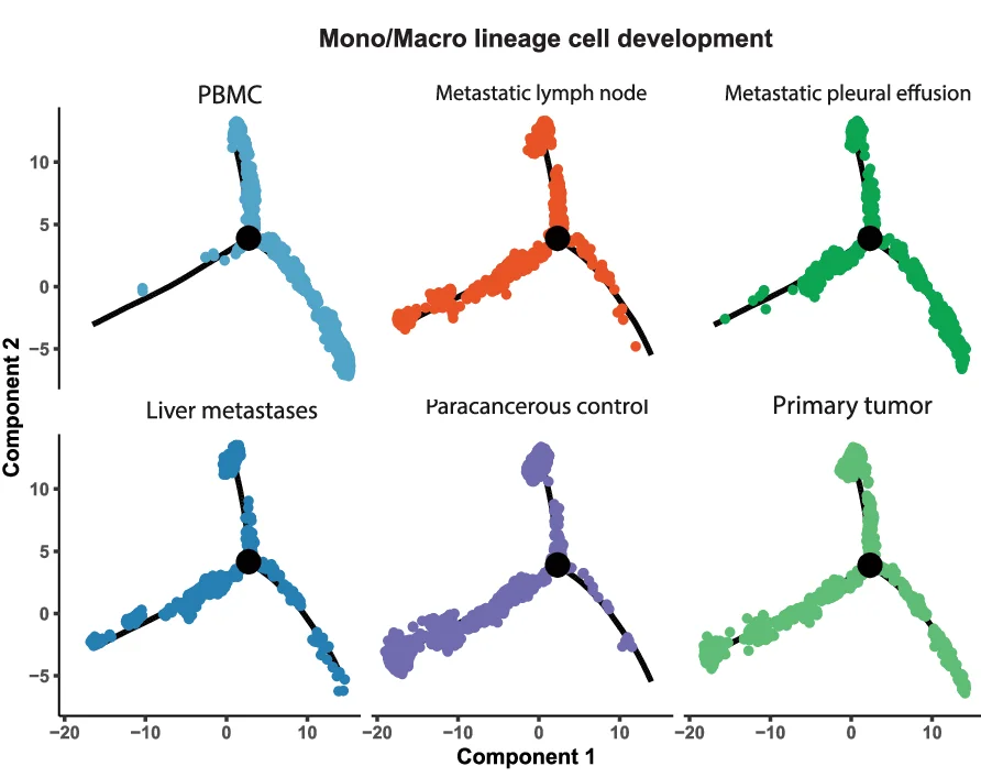 DDRtree clustering of the Mono/Macro cells with DEGs selected using unsupervised methods implemented in monocle R package.