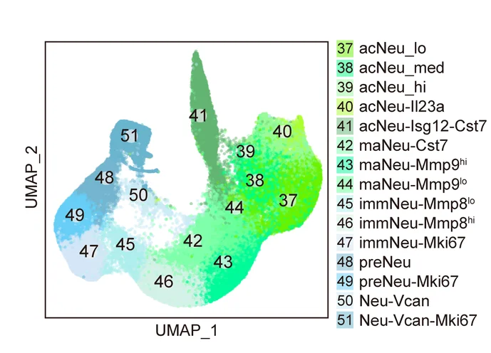 A UMAP projection showing 15 neutrophil subpopulations.