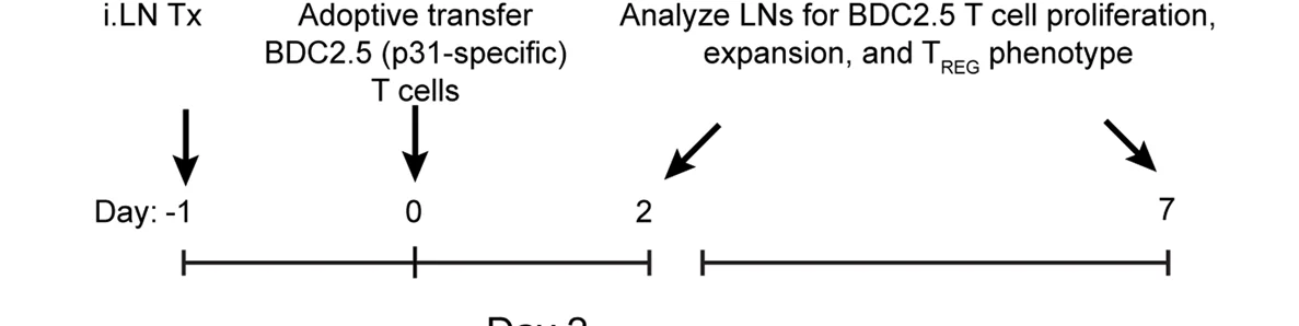 Schematic representation of MP treatment and experimental readout for BDC2.5 T cell adoptive transfer experiment.