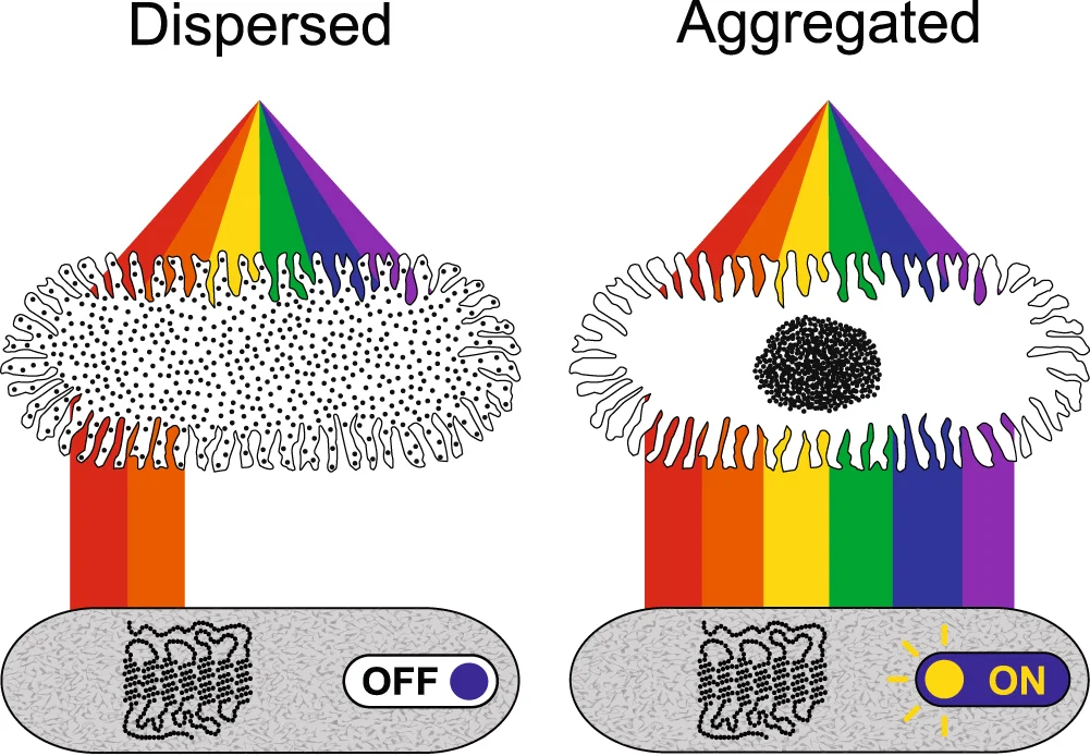 Dispersed chromatophore pigment suppresses short-wavelength irradiation of SWS1 receptors (left), whereas aggregated pigment permits short-wavelength irradiation (and, therefore, putative opsin activation) of SWS1 receptors (right). The predicted functional significance of dermal photoreception is, therefore, to monitor shifts in chromatophore pigment in order to detect feedback information about color change performance. Illustrated by M.D. Smith. Chromatophores = white cells at the top; SWS1 dermal photoreceptors = gray cells at the bottom.
