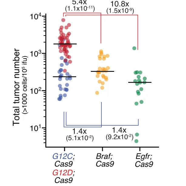 Total number of tumors greater than 1000 cells in size ( E ) across all Lenti-sgRNA/Cre vectors, normalized to viral titer. Mouse genotypes are indicated. Each dot represents a mouse, and the bar is the median. Fold differences between medians and significance calculated using a two-sided Wilcoxon rank-sum test ( P values = number in parentheses) are shown. Fold differences are ratios of the following pairs, moving clockwise from the upper left: G12D;Cas9/Braf;Cas9, G12D;Cas9/Egfr;Cas9, G12C;Cas9/Egfr;Cas9, Braf;Cas9/G12C;Cas9 .