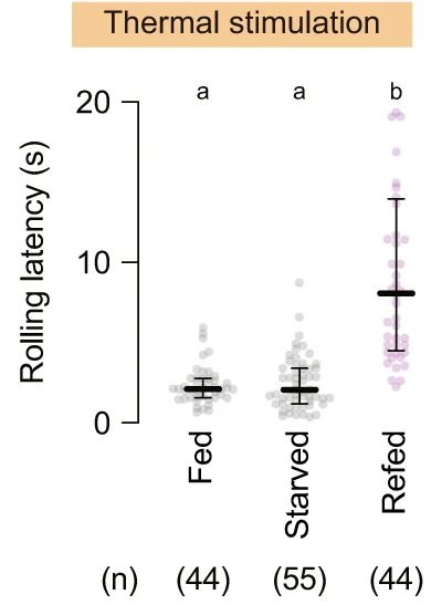 Thermo-nociceptive responses of larvae after normal feeding, starvation, or starvation followed by refeeding with sucrose. In this and following panels, 'n' indicates the number of biologically independent animals used for each group, and the thick line and the thin error bar represent the median and the interquartile range, respectively. a, b p < 0.0001 (Kruskal-Wallis one-way ANOVA).
