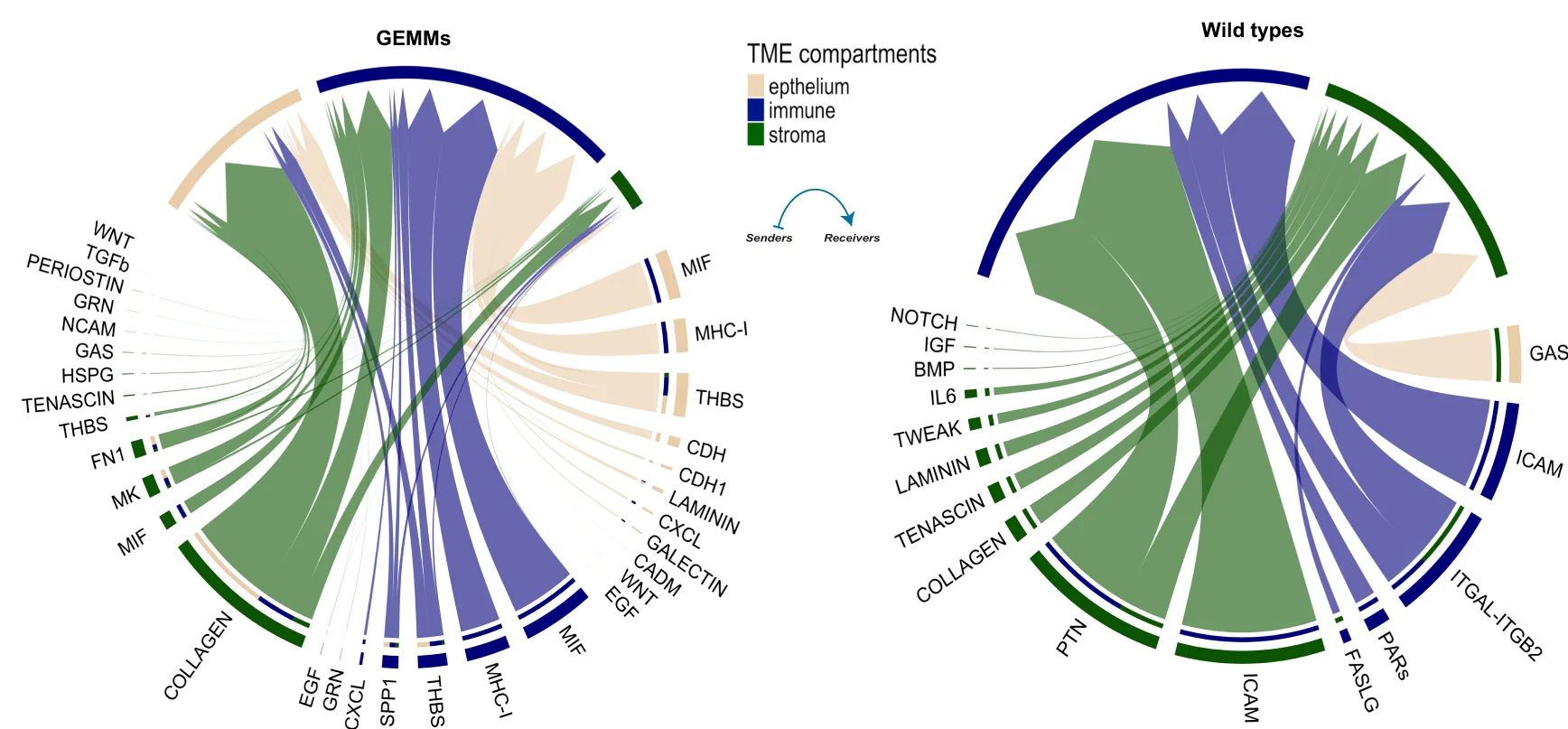 Chord diagrams displaying the significant signaling networks between the stroma, epithelium, and immune compartments in mutants (left) and wild types (right). Each sector represents a distinct compartment, and the size of the inner bars represents the signal strength received by their targets. Up- and down-regulated signaling L-R pairs were identified based on differential gene expression analysis between mutants and wild types, with a log-fold change (logFC) of 0.2 set as a threshold. Communication probabilities for the L-R interactions were calculated after adjusting for the size of cell populations, and then aggregated on the signaling pathway-level. UMAP: Uniform Manifold Approximation and Projection.