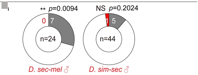 Donut plots of mating choices of D. melanogaster (b), D. mauritiana (c), D. simulans (d), and D. sechellia (e) males and females (bi – ei) for conspecific (grey segments) or hybrid (red segments) mating partners. White segments, no mating within 1 h. Two-tailed Fisher’s exact test, * p < 0.05; ** p < 0.01; *** p < 0.001; black asterisks, conspecific preferred; red asterisks, hybrid preferred; NS no discrimination. Hybrids are named first by the acronym of their mother and then by that of their father parent.