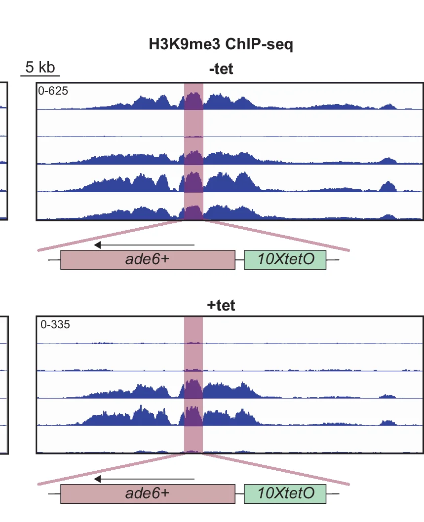 ChIP-seq of H3K9me3 surrounding the ura4::10XtetO-ade6+ reporter in indicated genotypes and tetracycline treatment. The ura4::10XtetO-ade6+ reporter is highlighted in red. Each ChIP-seq track corresponds to a 40 kb region. Enrichment in all samples is shown as normalized reads per kilobase million (RPKM).