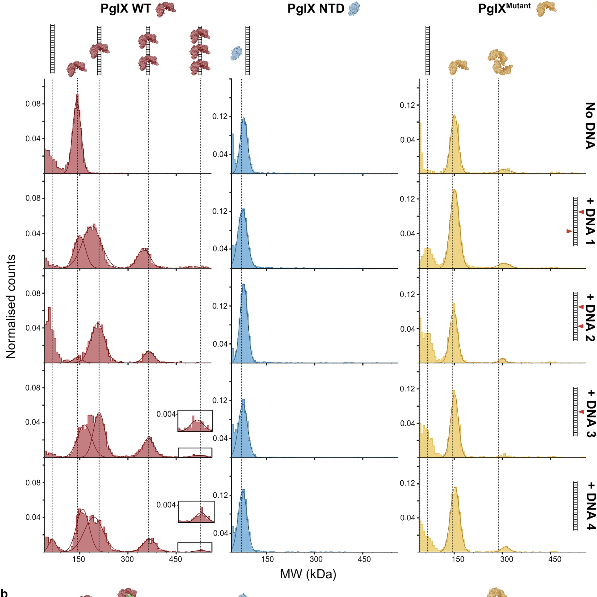 Mass photometry (Refeyn) assays examining the binding of PglX WT (red), PglX NTD only (blue) and PglX Mutant (yellow), in the absence or presence of 120 bp dsDNA substrates. DNA 1, two BREX motifs, one on each strand; DNA 2, two BREX motifs, both on same strand; DNA 3, on BREX motif; DNA 4, no BREX motifs. Insets show larger complexes formed with DNA 3 and DNA 4 for PglX WT.