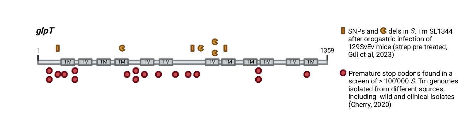 Single nucleotide polymorphisms and deletions found in the glpT gene of SL1344 after murine infection described in Gul et al. 70 PLoS Biology 2023 (upper half) and enriched premature stop codons found in sequences of different S . Tm isolates identified in Cherry, GBE, 2020 (lower half). Created in BioRender. Santamaria de Souza (2025) https://BioRender.com/f23o207