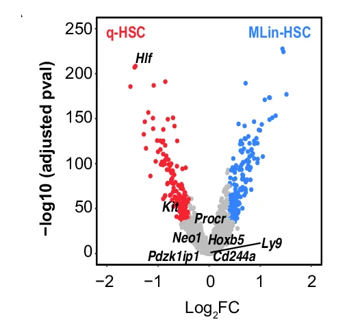 Volcano plot of DGE analysis between MLin-HSC vs. q-HSC subsets in young HSCs, highlighting bona fide HSC markers.