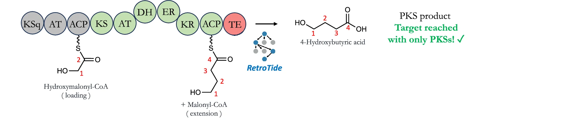 When 4-hydroxybutyric acid is input as a target structure into BioPKS pipeline, the top PKS design from RetroTide synthesizes 4-hydroxybutyric acid completely in just two modules. Hydroxymalonyl-CoA is recommended as a starter unit while malonyl-CoA is recommended as an extender unit. Since any additional post-PKS modifications are not required, BioPKS pipeline terminates.