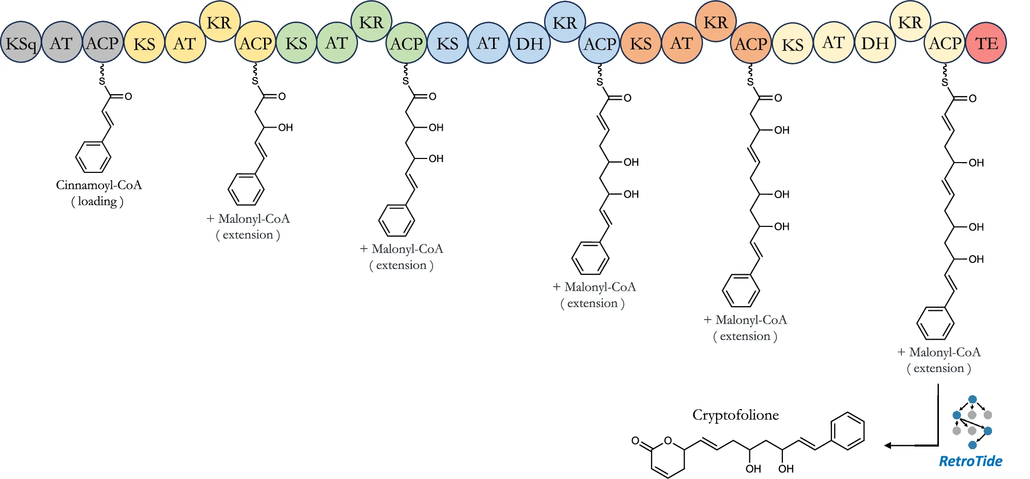 When prompted to suggest a biosynthesis route to the natural product cryptofolione, a potential therapeutic whose biosynthetic origin remains unknown, BioPKS pipeline calls upon RetroTide to successfully suggest a 6-module chimeric PKS that could synthesize cryptofolione exactly. This chimeric PKS selects cinnamoyl-CoA as a starter unit given the aromatic ring on one end of cryptofolione’s carbon backbone and subsequently only uses malonyl-CoA as extender units. The offloading reaction for the termination domain of this chimeric PKS is set to an intramolecular cyclization reaction so that the lactone ring on the other end of cryptofolione’s carbon backbone can be synthesized. Our PKS design lends insight into the possible biosynthetic origins of alpha-pyrones such as cryptofolione. Source data are provided as a Source Data file.