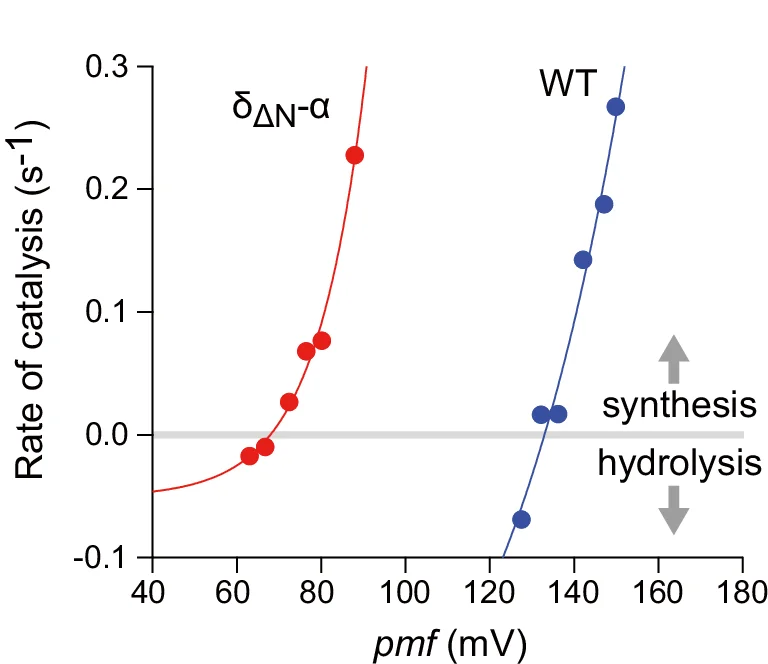 The ATP synthesis/hydrolysis rates determined from ( a ) were plotted against pmf . The data points were fitted with an exponential function for the determination of the equilibrium pmf, pmf eq , as the interception of the x axis.