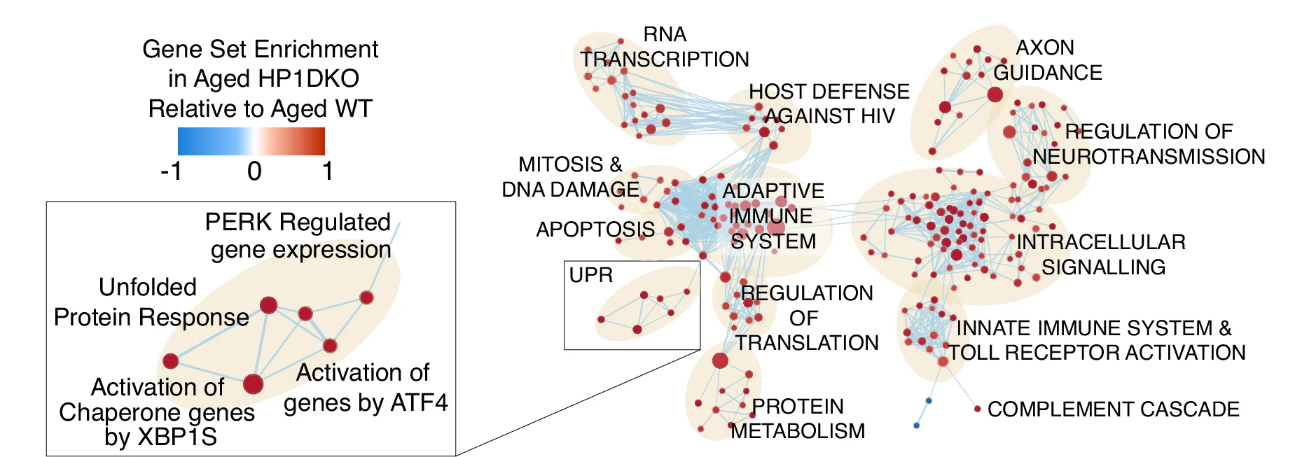Enrichment map of significant reactome pathways observed from Gene Set Enrichment Analysis (GSEA) in aged HP1/DKO transcriptomes. Reactome pathways were filtered to FDR < 0.25 (Figure S2f , Supplementary Data 3 ).