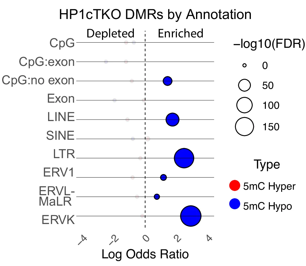 Odds ratios of HP1cTKO DMRs significantly changed (q < 0.05, > 25% change) plotted against the adjusted P value (FDR) of the respective hypergeometric test of DMRs overlapping with the annotation. CpG = CpG island, CpG:exon is the subset of CpG islands overlapping with exons, whereas CpG:no exon are CpG islands that do not overlap. ERV1, ERVL-MaLR and ERVK are subsets of LTR.