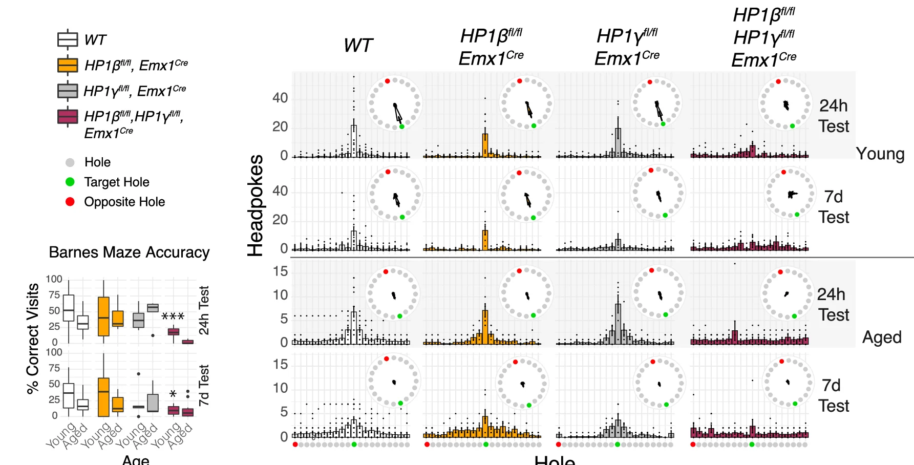 Histograms of performance in the circular Barnes Maze (mean count ± SEM & raw data points, green = target hole, red = opposite). Histograms plot mean headpokes ±SEM. of n WT(young) = 18, n WT(aged) = 16, n HP1βKO(young) = 11, n HP1 β KO(aged) = 7, n HP1γKO(young) = 6, n HP1γKO (aged) = 5, n HP1β/γ DKO (young) = 11, n HP1β/γ DKO (young) = 12. Two way ANOVA, Bonferroni adjustment on multiple comparison, two-tailed. HP1β/γ DKO young vs WT young 24 h test p = 0.0009. HP1β/γ DKO young vs WT young 24 h test p = 0.0081. Box and whisker plots ( a , b ) display median, bounds of box at 25 th and 75 th percentiles, and whiskers to farthest datapoint within 1.5 * the interquartile range. All raw data can be seen in the Source Data file.