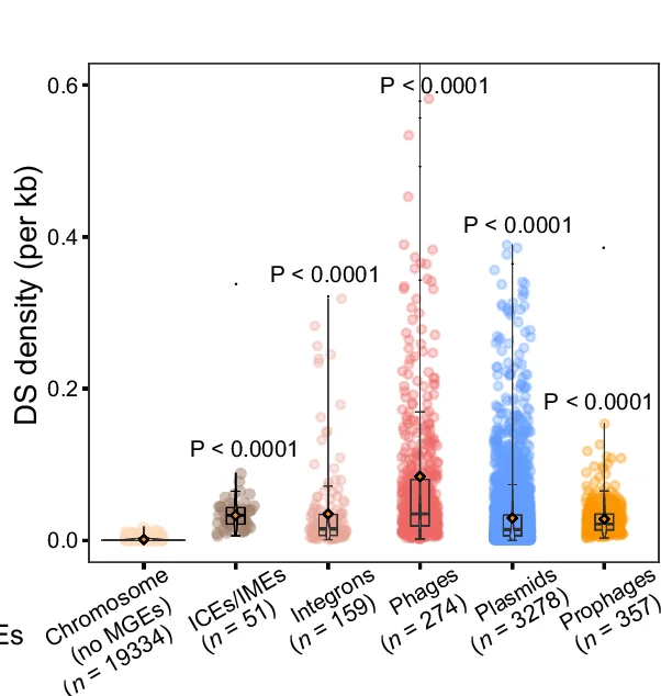 Comparison of defense system (DS) density (per kb) between chromosomes and other MGEs (two-sided Wilcox test, Bonferroni-adjusted P -values). The number of MGEs analyzed are shown as n values.