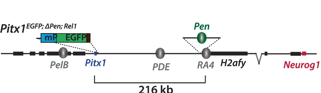 Illustration of Pitx1 GFP;ΔPen;Rel1 (Rel1) where Pen is inserted, at RA4, 216 kb away to Pitx1.