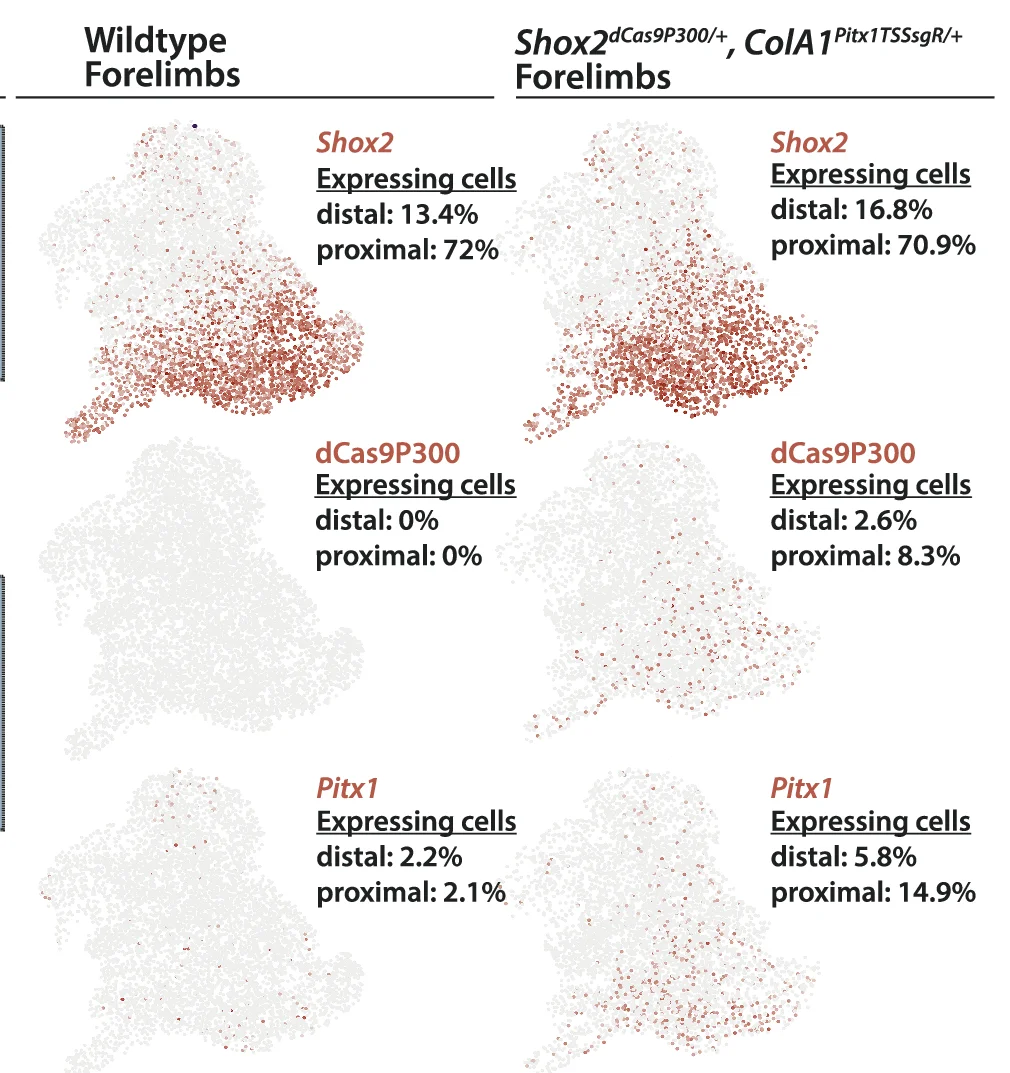 Individual UMAPS of scRNA-seq data from wildtype and Shox2 dCas9P300/+ ;ColA1 TSSsgR/+ forelimbs showing the distribution of Shox2 , Pitx1 and dCas9P300 expressing cells as well as the respective percentage of expressing cells in proximal forelimb (proximal) and distal forelimb (distal).