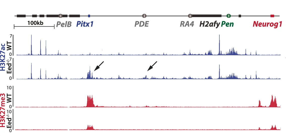ChIP-seq of H3K27ac (first two tracks) and H3K27me3 (two last tracks) show an accumulation of H3K27ac at the Pitx1 locus (black arrows) in proximal Prx1-Cre;Eed flox/- ( Eed -/- ) compared to wildtype (WT) forelimbs and an overall reduction of H3K27me3 signal.