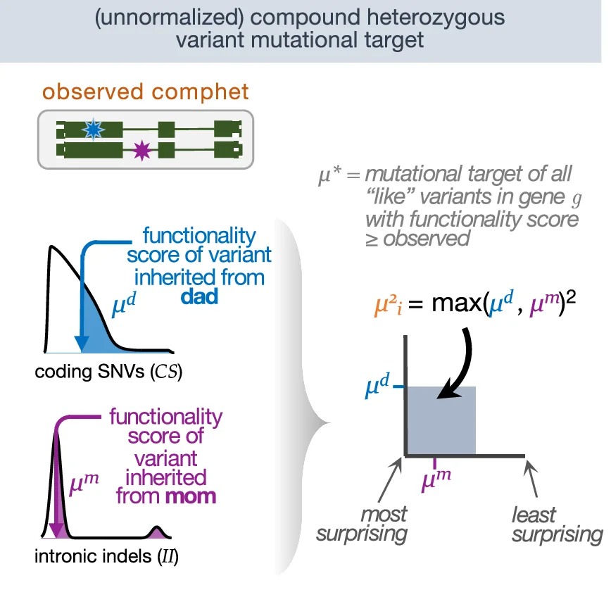 Illustration of the unnormalized squared mutational target computed for each observed comphet variant in a gene across the cohort (RaMeDiES-CH, Supplementary Fig. 11 ) or in an individual across the genome (RaMeDiES-IND, Supplementary Fig. 12 ). Like variants refer to those of the same variant class (i.e., coding SNVs [ CS ], coding indels [ CI ], intronic SNVs [ IS ], intronic indels [ II ]) and within the same functionality score and minor allele frequency thresholds.