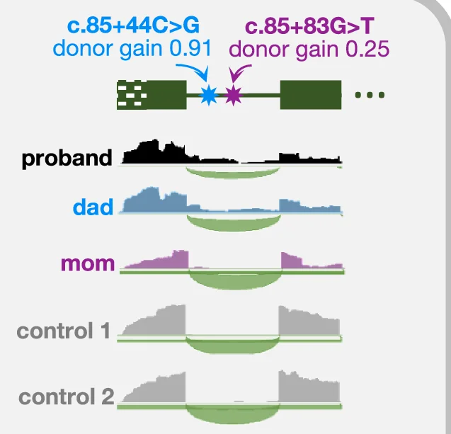 RNA-Seq reads from whole blood samples aligned to first two exons and first intron of MED11 for proband (black), dad (blue), mom (purple) and two tissue-matched control samples (gray). Thin green line represents the intron, solid boxes represent protein-coding exonic regions, and the dotted box represents the 5’ untranslated region of MED11 .