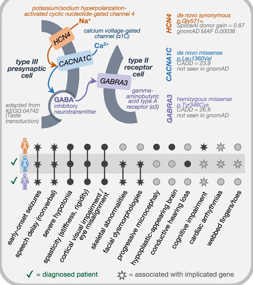 Three neurological patients had variants in transmembrane genes involved in the same pathway. These patients had substantial phenotypic overlap with each other, as expected, and with the phenotypes associated with each of their genes (depicted as star shapes in the upset plot).