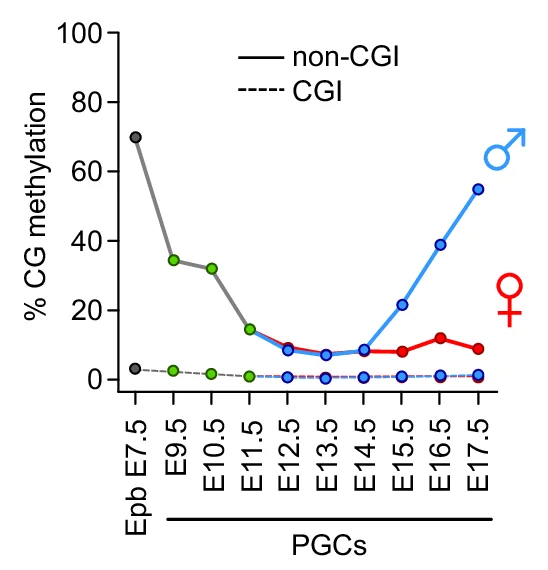 Global CG methylation levels measured by RRBS in E7.5 epiblast (Epb) and throughout PGC development. Methylation is represented separately for CGs in CpG islands (CGI, dashed lines) and outside of CpG islands (non-CGI, full lines). The average number of covered CpGs per sample is n = 599,050 for CGI and n = 560,437 for non-CGI.