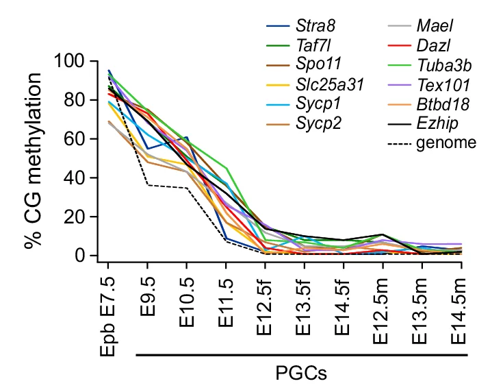 Kinetics of methylation erasure in PGCs in the promoters of germline genes compared to the whole genome. For the whole genome, we represent the median methylation of all CGs with a methylation > 50% in epiblast and <20% in E13.5 PGCs.