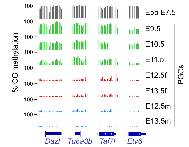 Boxplots of methylation levels of individual CpGs within residually methylated regions (RMRs) compared to the whole genome in female and male E13.5 PGCs ( n = 18,909,193 CpGs for the whole genome, n = 350,807 CpGs for RMRs).