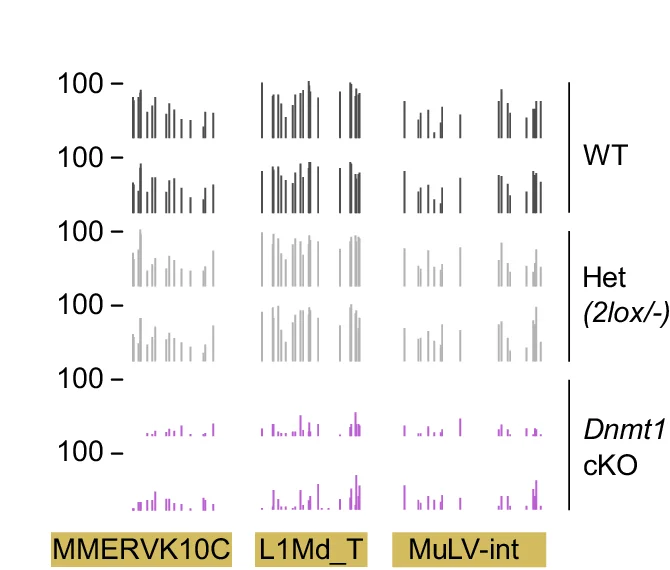Examples of RRBS methylation profiles of retrotransposons in Dnmt1 cKO and control E13.5 PGCs (MMERVK10C chr18: 68,779,000 68,779,300; L1Md_T chr8: 91,423,000 91,423,500; MuLV-int chr8:123,427,900-123,428,800). Boxplots: center line indicates the median, red dot indicates the mean, box limits indicate upper and lower quartiles, whiskers extend to 1.5 interquartile range. Source data are provided as a Source Data file.