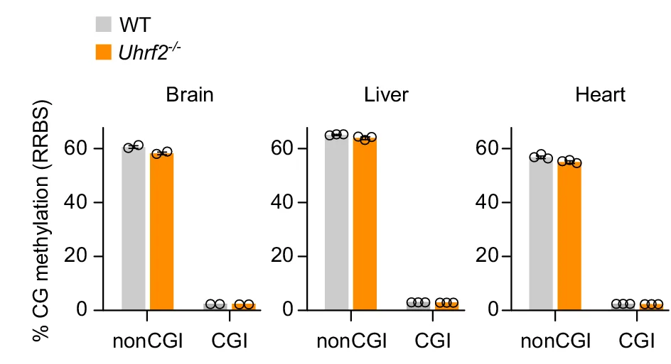 Quantification of CG methylation by RRBS in brain, liver and heart of Uhrf2 -/- compared to WT PND21 animals. Methylation levels are shown separately for CGs outside of CpG islands (non CGI) or in CpG islands (CGI). Data are presented as mean ± SEM ( n = 2 animals per genotype for brain, n = 3 animals for liver and heart).