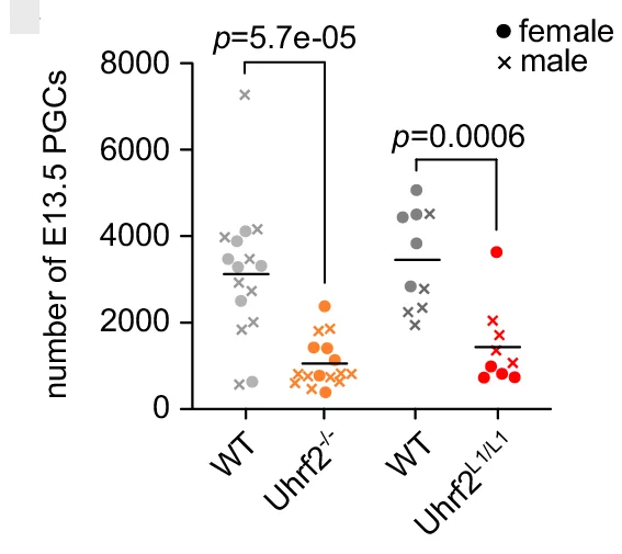 Number of PGCs recovered by flow cytometry from gonads of Uhrf2 -mutant compared to littermate WT E13.5 embryos (WT n = 16 embryos, Uhrf2 -/- n = 16, WT n = 10, Uhrf2 L1/L1 n = 9). Horizontal bars: mean, p -values: two-sided Mann–Whitney tests.