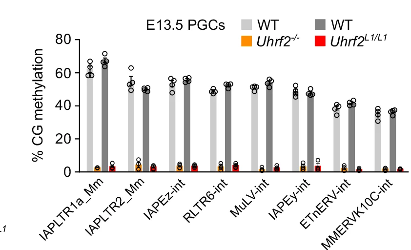 Mean methylation levels of ERV families in male and female Uhrf2 -/- and Uhrf2 L1/L1 compared to WT E13.5 PGCs (mean ± SEM, n = 4 embryos per genotype).