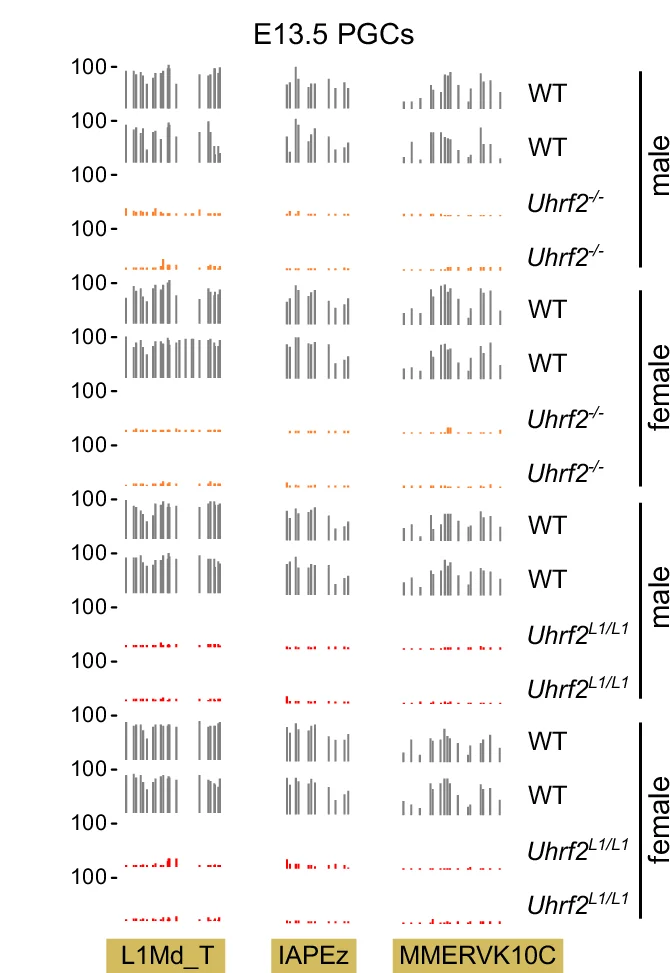 Examples of RRBS methylation profiles of retrotransposons in Uhrf2 -mutant and WT E13.5 PGCs (L1Md_T chr8: 91,423,000–91,423,500; IAPEz chr18: 55,320,600–55,320,800; MMERVK10C chr16: 31,218,700–31,219,000). Source data are provided as a Source Data file.