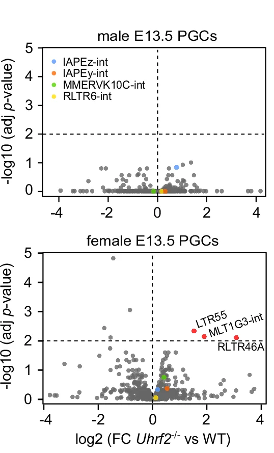 Volcano plots showing differential expression of TE families in male and female Uhrf2 -/- E13.5 PGCs. Significantly upregulated TE families (padj<0.01) are highlighted in red. P -values: DESeq2 adjusted p -values.