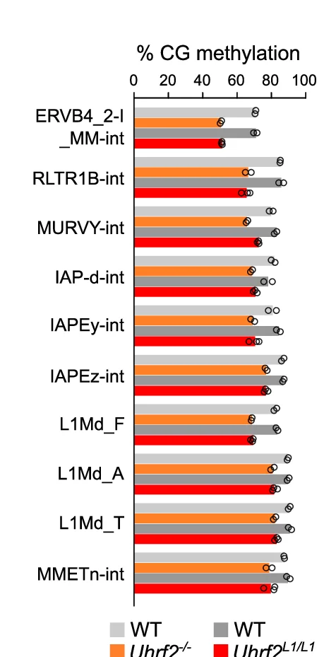 Mean methylation levels of selected ERV and L1 families in Uhrf2 -deficient compared to WT spermatozoa ( n = 2 or 3 animals per genotype).