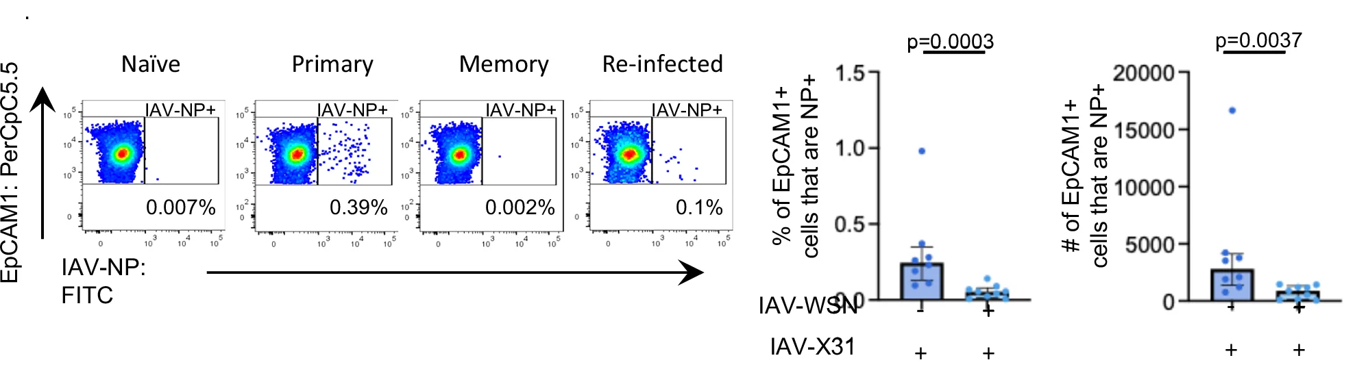 The percentages and number or EpCAM1+ cells positive for IAV-Nucleoprotein (NP) were examined by flow cytometry, gated as shown in SFig. 7C.