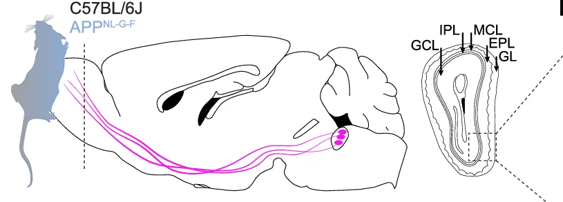 LC-NA neurons project to the olfactory bulb (OB). The OB is composed of five different layers. The dashed box highlights the analysed region in the OB. Graphic modified from Claudi, F. (2020). Mouse Top Detailed. Zenodo. https://doi.org/10.5281/zenodo.3925997